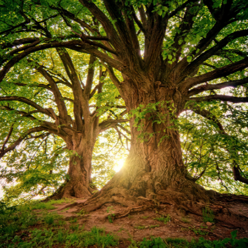Event image Learn to Build a Family Tree with FamilySearch @ the Library